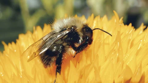 Bumble bee collecting nectar and pollen on Teddy bear sunflower macro close.. Stock Footage 344709805