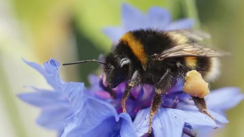 Bumble bee collecting nectar and pollen on cornflower macro close up stock .. Stock Footage 344792742
