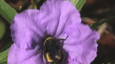 Bumble Bee collecting nectar Clip 2 Stock Footage 26281592
