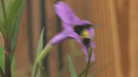 Bumble Bee collecting Nectar Stock Footage 25602168