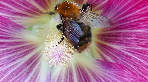 A bumble bee collecting nectar Stock Footage 51861857