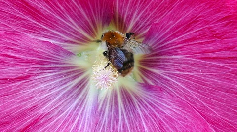 A bumble bee collecting nectar Stockbeeldmateriaal 51862843