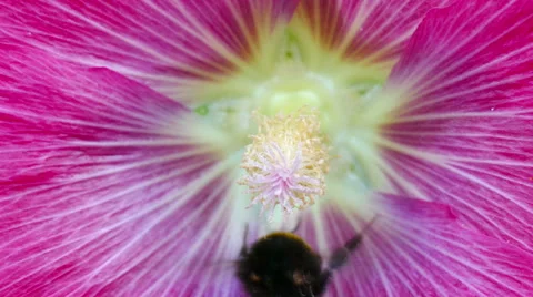 A bumble bee collecting nectar Stock Footage 51864999