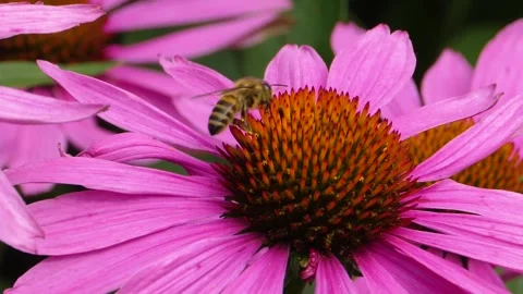 A bumble bee is collecting nectar Stock Footage 309340321