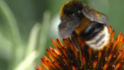 A bumble bee is collecting nectar Stock Footage 309340409