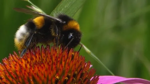 A bumble bee is collecting nectar Stock Footage 309340432