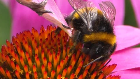 A bumble bee is collecting nectar Stock Footage 309340440