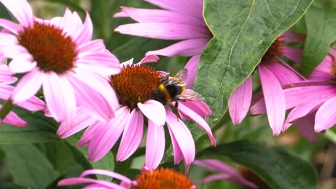 A bumble bee is collecting nectar Stock Footage 309340488