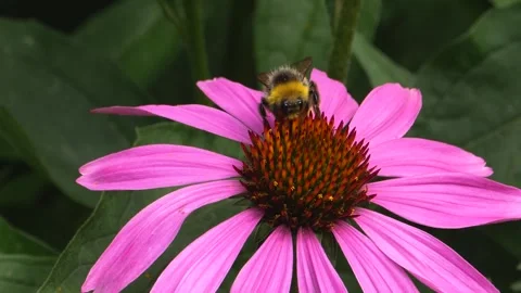 A bumble bee is collecting nectar Stock Footage 309340517