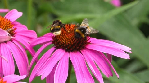 A bumble bee is collecting nectar Stock Footage 309340520
