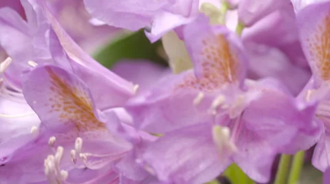 Bumble Bee Collecting Nectar from Pink Flower and Flying out of Focus 스톡 동영상 51444946