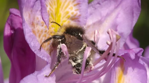 Bumble Bee Collecting Nectar from Pink Flower Stock Footage 51450805