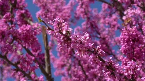 Bumble bee collecting nectar from pink flowers Stock Footage 152170032