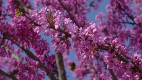 Bumble bee collecting nectar from pink flowers Stock Footage 152170599