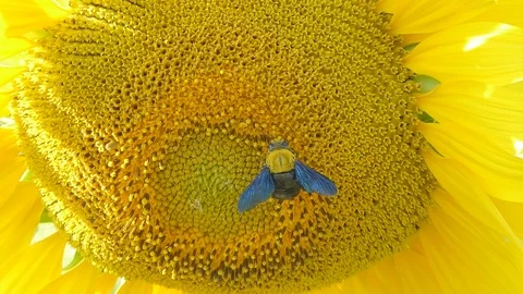 Bumble Bee collecting nectar from sunflower. 库存影片 122115162