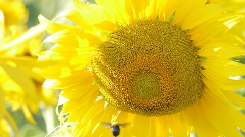 Bumble Bee collecting nectar from sunflower. 库存影片 122115211