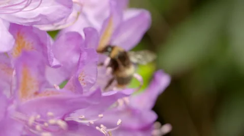 Bumble Bee Collecting Nectar from Two Pink Flowers Stock Footage 51444811