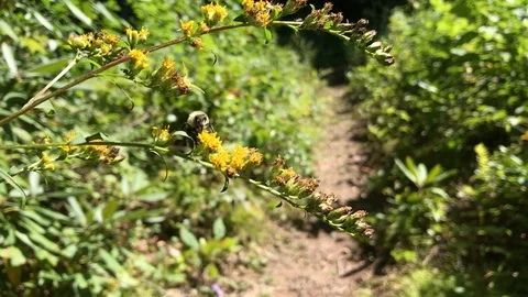 Bumble Bee Collecting Nectar On Yellow Flowers Video stock 102561132