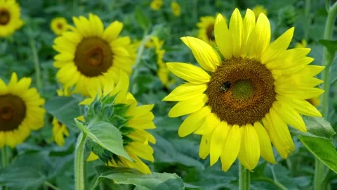 Bumble bee collecting pollen and nectar from beautiful sunflower. Stock Footage 162553093