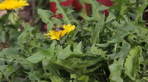 Bumble Bee Collecting Pollen Flies From Yellow Flower Dandelion Video stock 42130002
