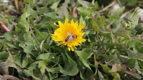 Bumble Bee Collecting Pollen Flies From Yellow Flower Dandelion Video stock 42130099