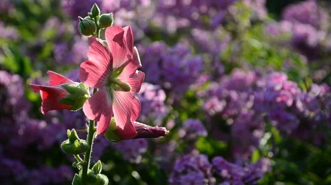 Bumble bee collecting pollen on a flower mallow during sunset. Stock Footage 65488689