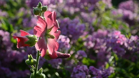 Bumble bee collecting pollen on a flower mallow during sunset. Stock Footage 65488705