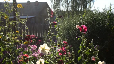 Bumble bee collecting pollen on a flower mallow during sunset. Stock Footage 65490046