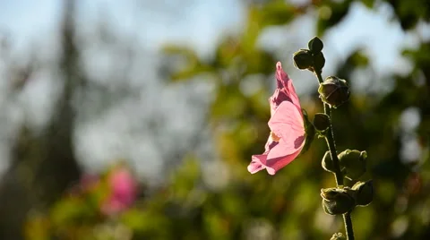 Bumble bee collecting pollen on a flower mallow during sunset. Stock Footage 65490093