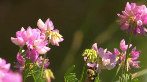 Bumble Bee Collecting Pollen Stock Footage 302890