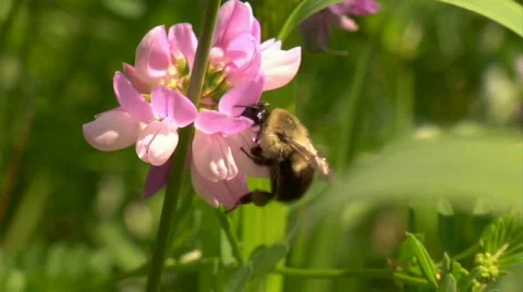Bumble Bee Collecting Pollen Stock Footage 302894