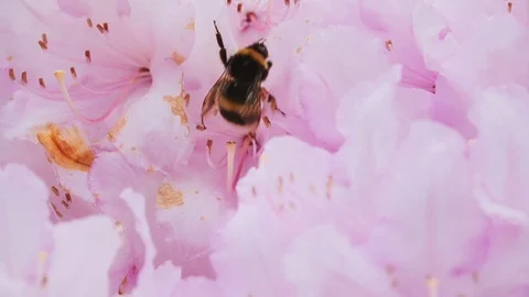 Bumble Bee collecting pollen Stock Footage 100496726