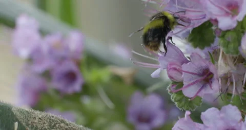 Bumble Bee collecting Pollen Stock Footage 211708282