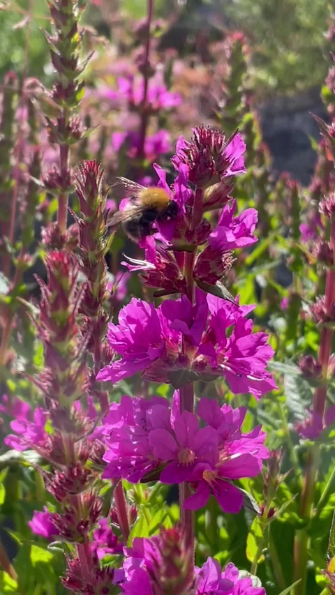 Bumble bee collecting pollen Video stock 325507545
