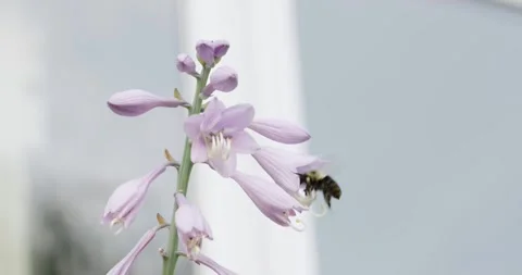 A Bumble Bee collecting pollen from Hosta Lilies in Slow Motion Stock Footage 249539033