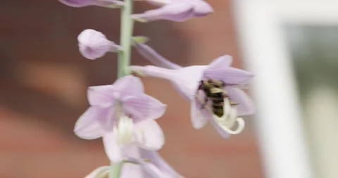 A Bumble Bee collecting pollen from Hosta Lilies in Slow Motion Stock Footage 249539199