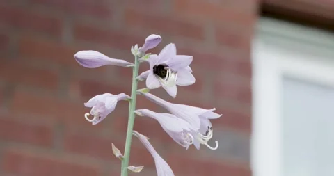 A Bumble Bee collecting pollen from Hosta Lilies in Slow Motion Stock Footage 249539654