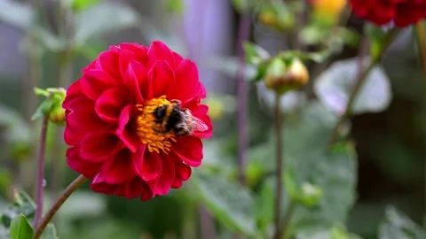 Bumble bee collecting pollen from a red pom pom dahlia Stock Footage 321461548