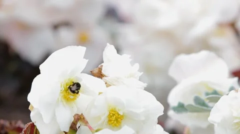 Bumble Bee collecting Pollen on a White Flower MACRO 動画素材 41864292