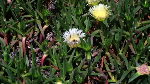 Bumble bee collecting pollen from yellow flower slow motion Видео 151874802