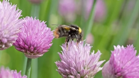 Bumble Bee collection pollen form Chive plants Stock Footage 310549266