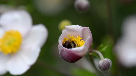 Bumble bee collects nectar from a flower anemones Japanese Stock Footage 48235569