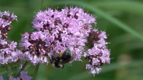Bumble Bee collects nectar on a flower of Oregano (Origanum vulgare) Stock Footage 113685712