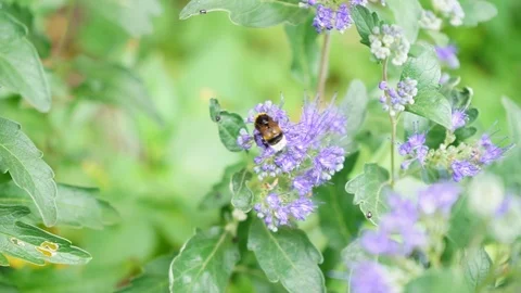 Bumble Bee collects nectar on a flower and flies away 2 Stock Footage 115241065