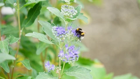 Bumble Bee collects nectar on a flower and flies away Stock Footage 115241379