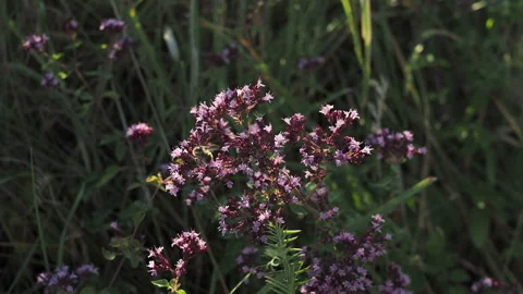 Bumble Bee collects nectar on a flower of Oregano Stock Footage 136088087