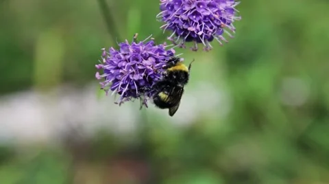 Bumble Bee Collects Nectar In  Flowers At Summer wood Stock Footage 40475831