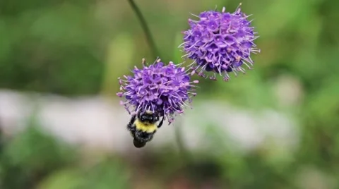 Bumble Bee Collects Nectar In  Flowers At Summer wood 動画素材 40475840