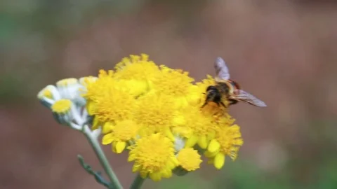 Bumble bee collects nectar Stock Footage 74516551