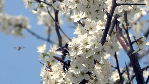 Bumble bee collects nectar Stock Footage 88189107